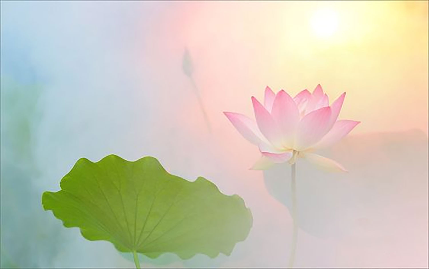 hinh-nen-hoa-sen-cho-may-tinh-4k