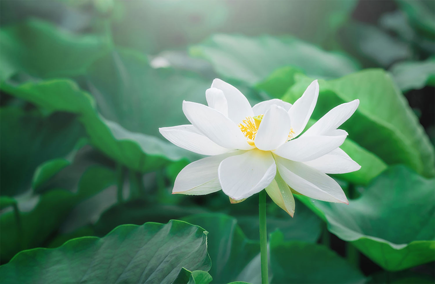 hinh-nen-hoa-sen-y-nghia-bieu-tuong-su-tinh-khiet-sach-se