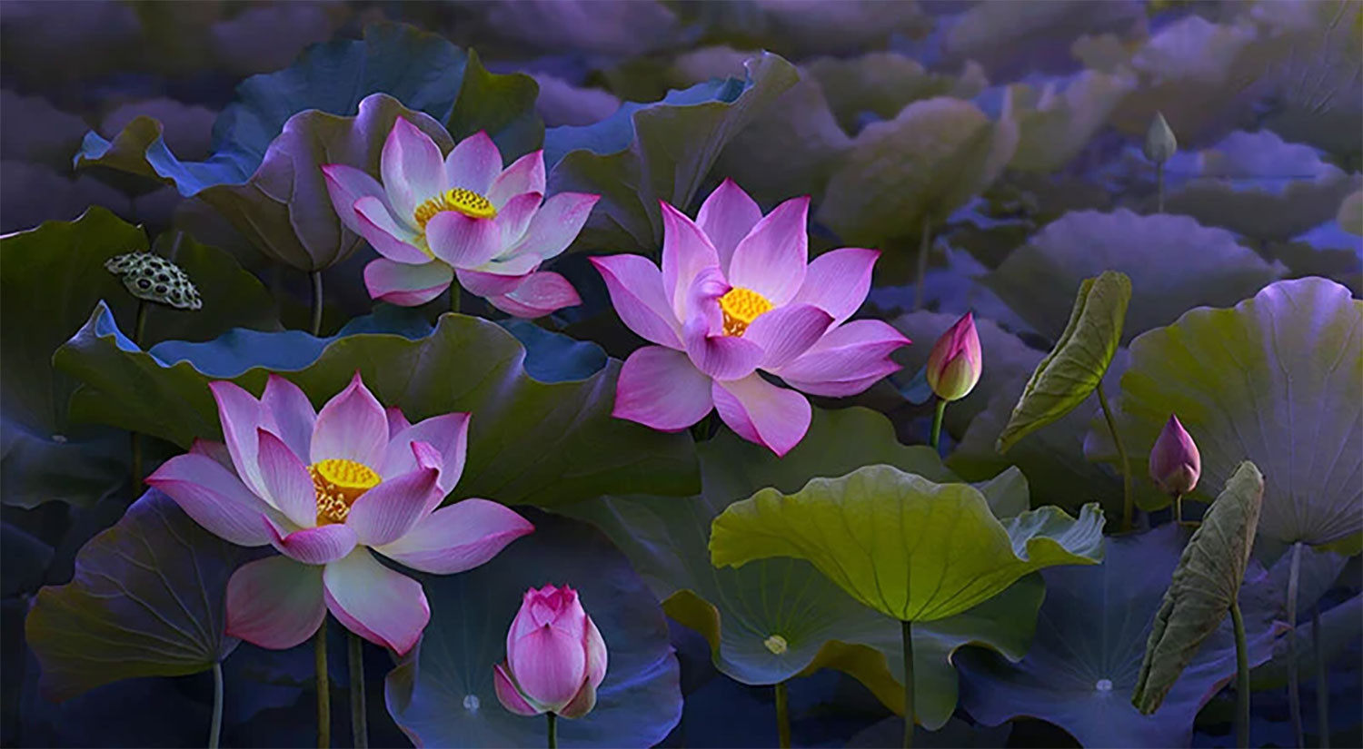 hinh-nen-hoa-sen-su-that-thu-vi-hat-sen-co-the-moc-mam-sau-ngan-nam