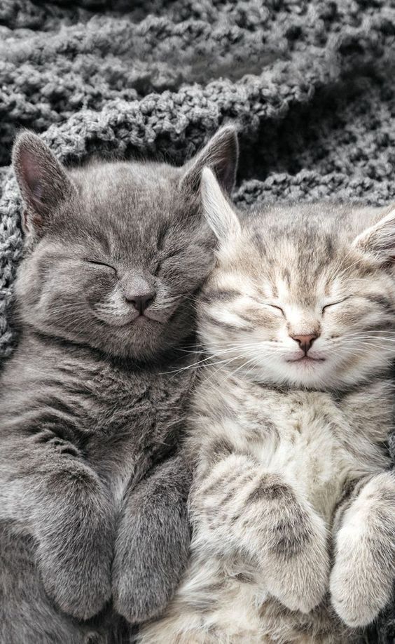 Hình nền mèo đẹp cho điện thoại