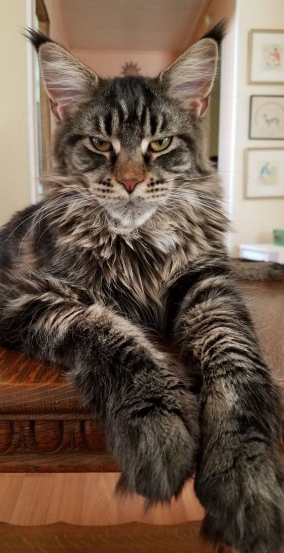 Hình nền mèo ngầu đẹp cho điện thoại