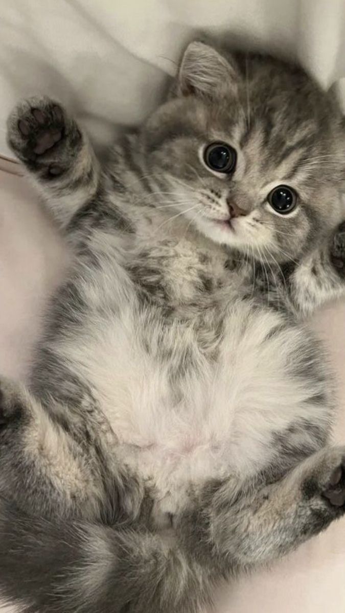 Hình nền mèo 4K cho điện thoại