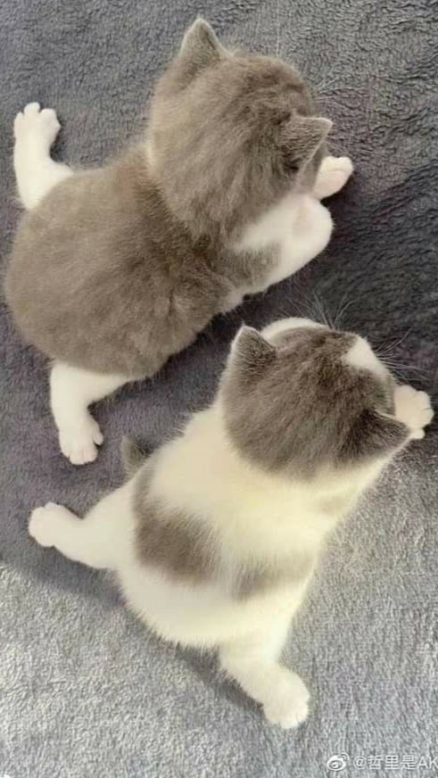 Hình nền mèo ngầu đẹp cho điện thoại