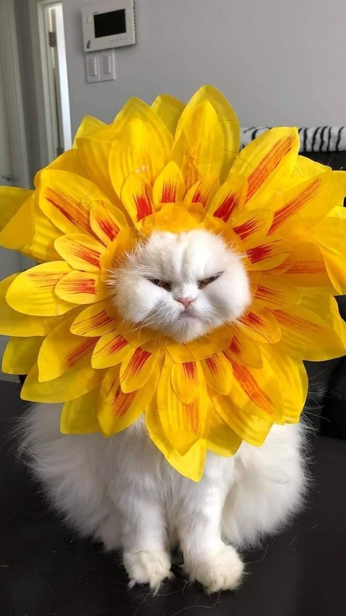 Hình nền meme mèo bựa