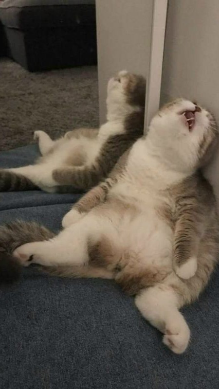 Hình nền meme mèo bựa