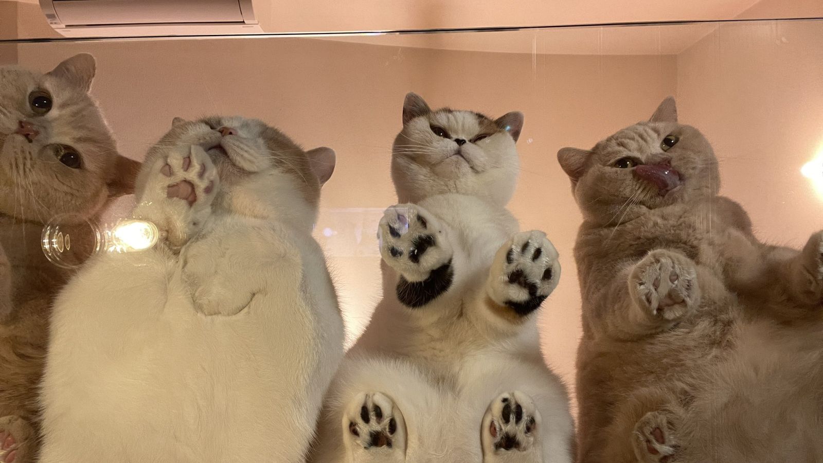 Hình nền máy tính mèo đẹp nhất