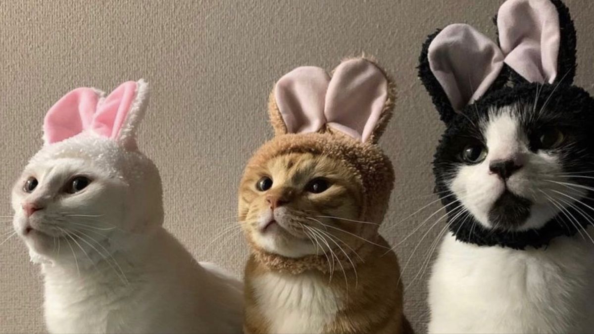 Hình nền máy tính mèo đẹp nhất