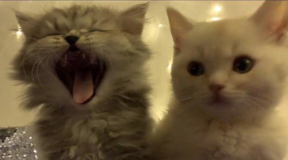 hình nền máy tính mèo bựa