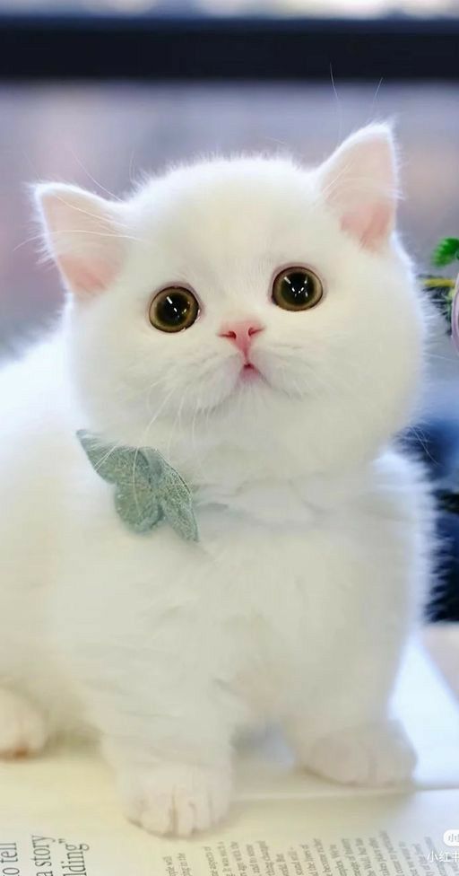 hình nền mèo cute, đẹp nhất