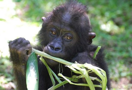 Kỳ 2: Chính sách của tổng thống Trump có thể đe dọa loài khỉ đột nguy cấp