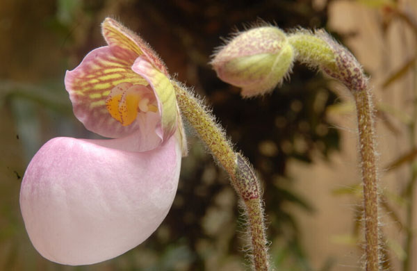 Theo dấu lan Hài Việt Nam (Kỳ 1)