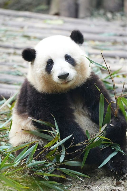 Dàn "đỉnh lưu" vạn người mê giới Pandabiz: Tam Thái tử Manh Lan viral nhờ "vượt ngục"