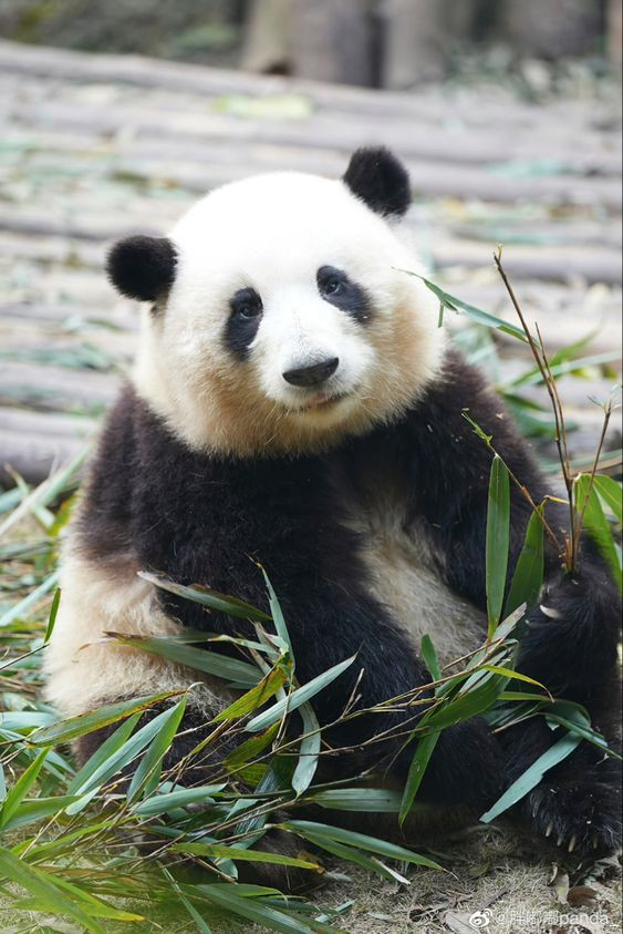 Fubao khi còn nhỏ trong vòng tay mẹ.