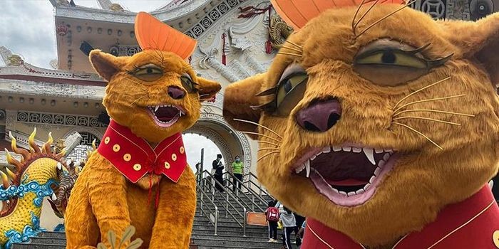 Bị chê mặt ngáo ngơ, mèo Suối Tiên 'lột xác' khiến dân mạng trầm trồ