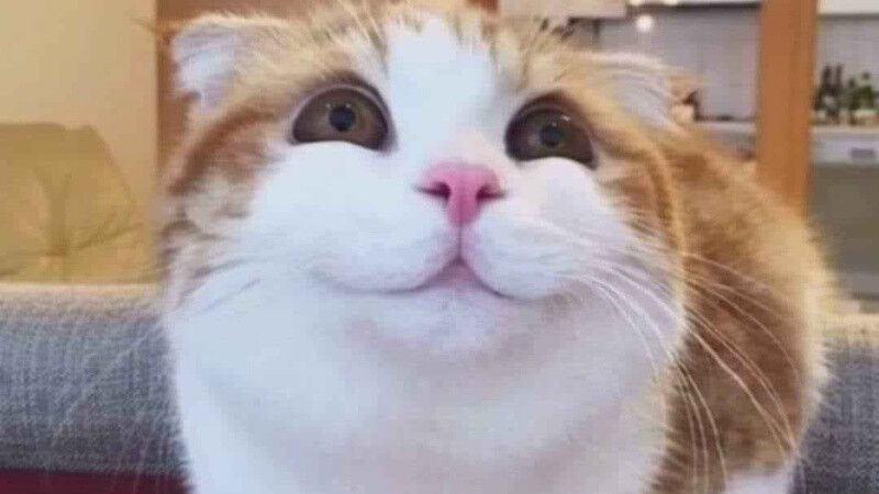 Lưu ý quan trọng khi sử dụng meme cười