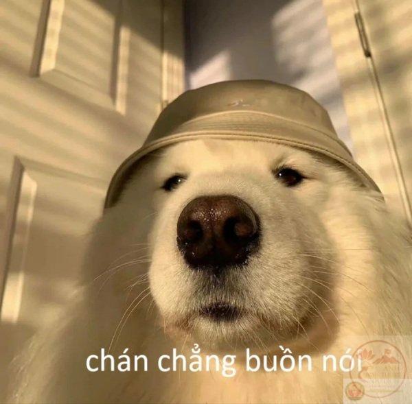 chán chẳng buồn nói meme