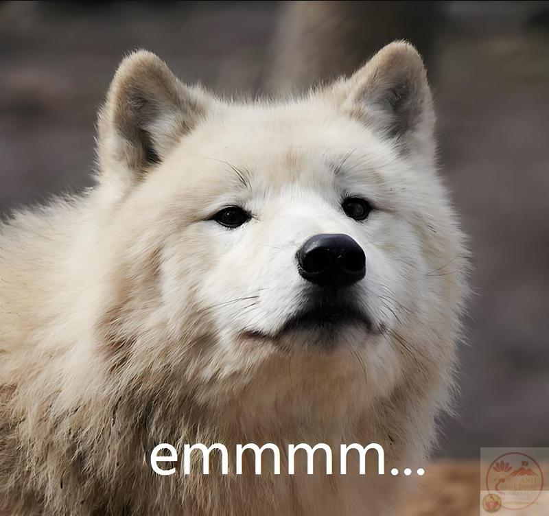 Meme Cạn Lời 😑 Tổng Hợp Ảnh Chế Cạn Lời Hài Hước