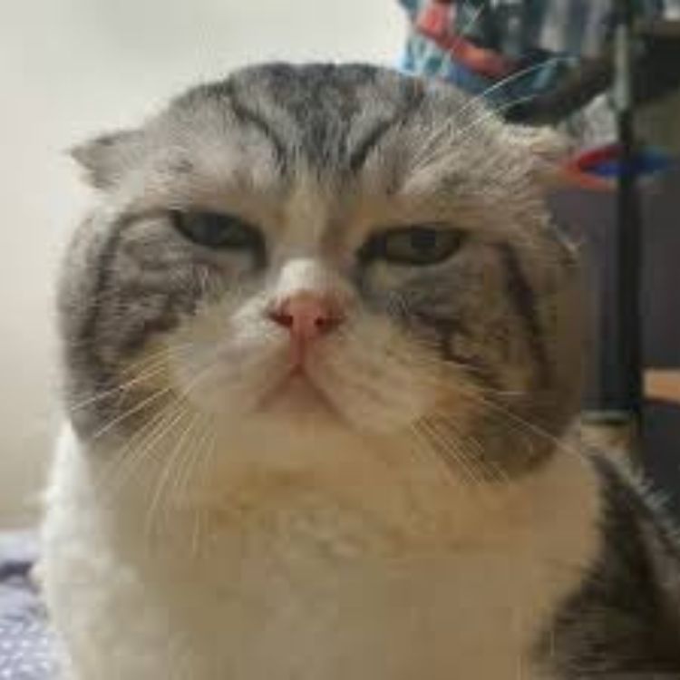 Đau ở đây này meme collection