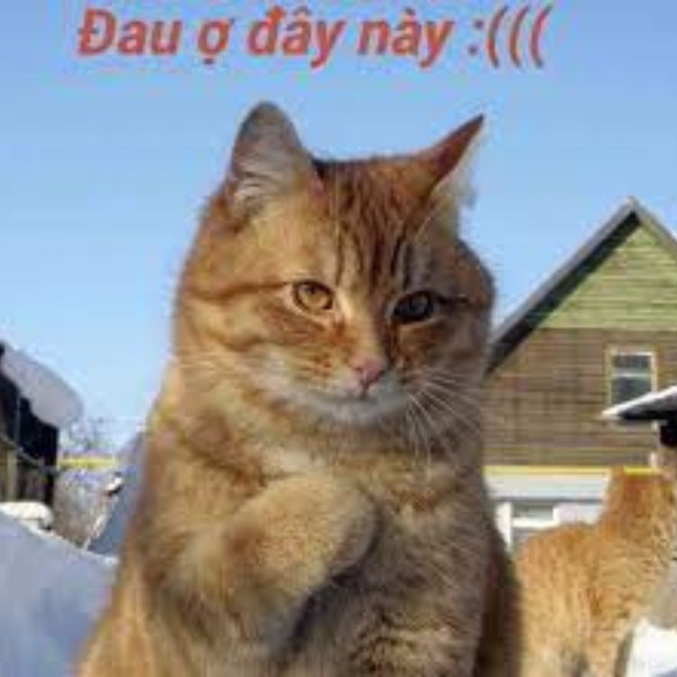 Meme Đau Khổ Đau Tim – Ảnh Chế Đâu Ở Đây Này Hài 💔