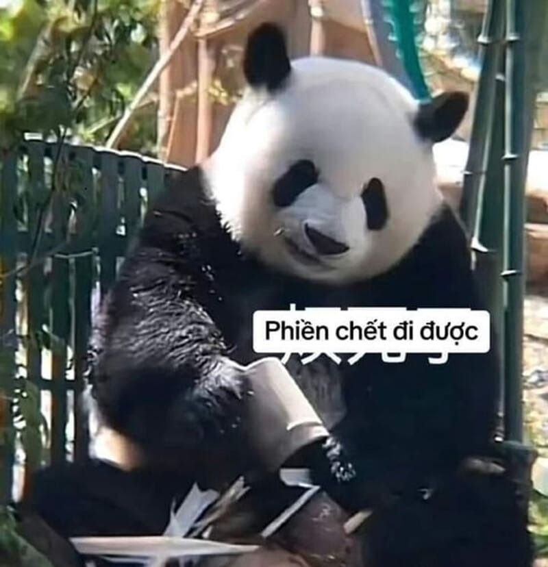 Lưu ý khi sử dụng meme gấu trúc