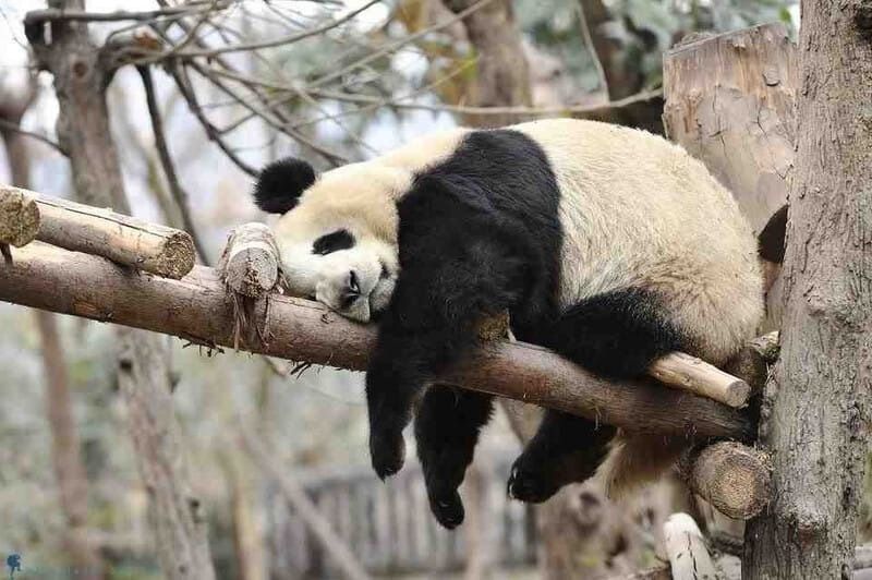 Meme gấu trúc hành động đáng yêu