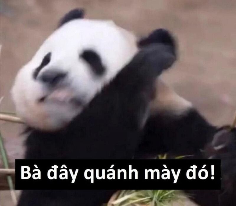 Meme gấu trúc hành động đáng yêu