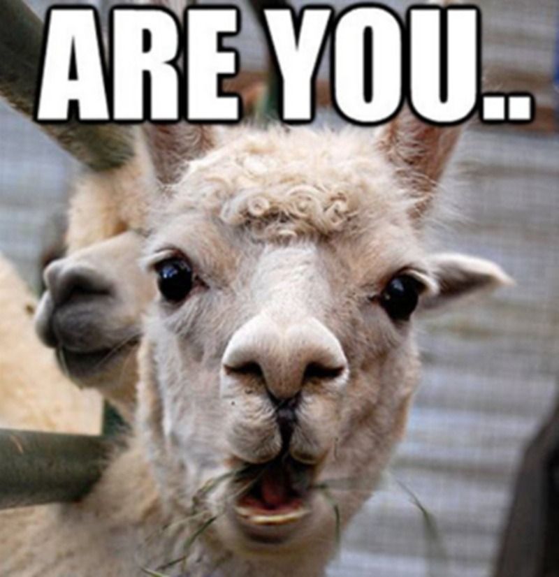 Meme theo trào lưu