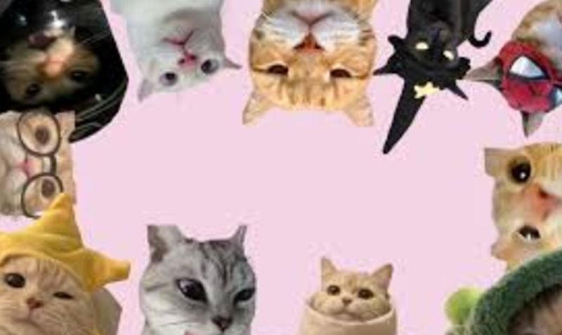 Hình nền máy tính meme về các chủ đề “vô tri” khác