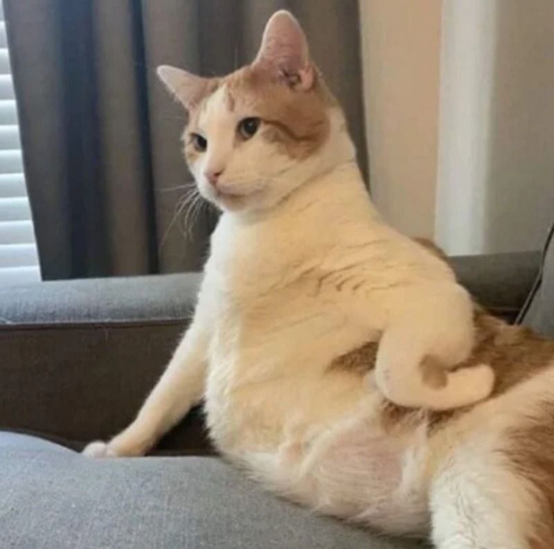 Meme mèo chống nạnh