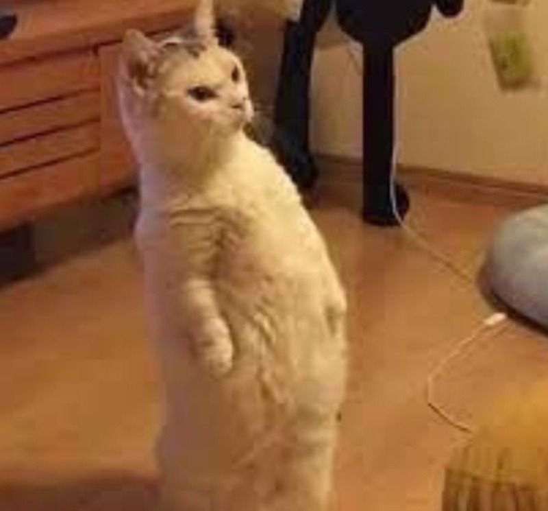 Meme mèo chống nạnh