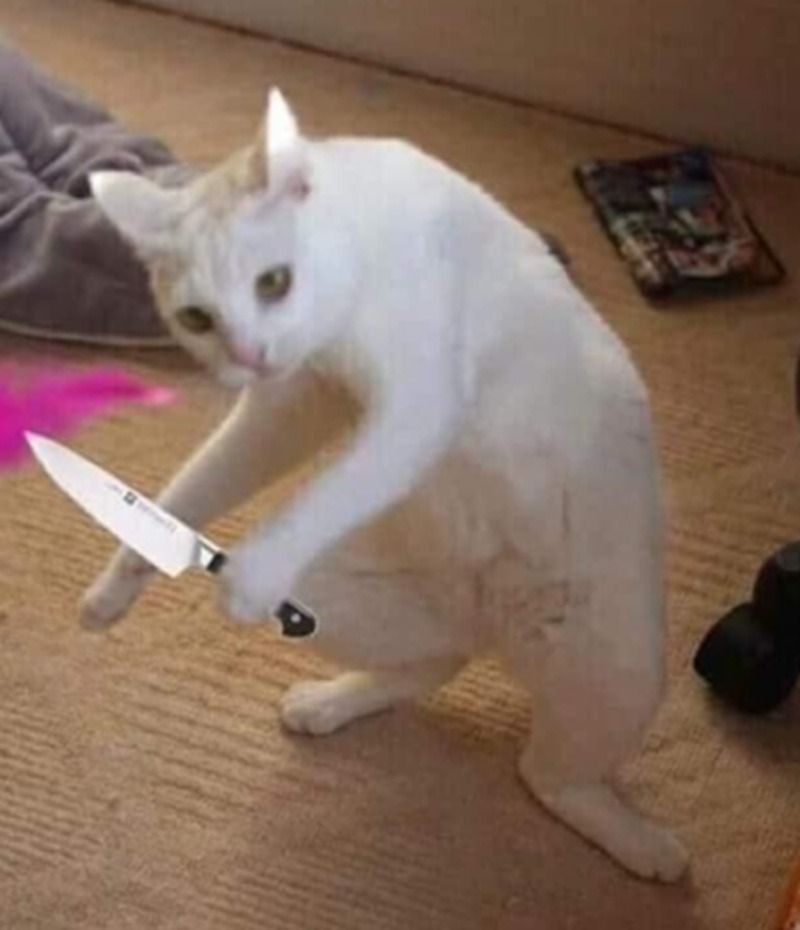 Meme mèo chống nạnh