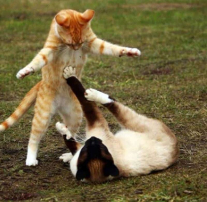 Vì sao meme đánh nhau lại được yêu thích?