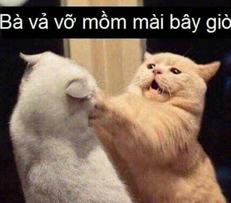 Khi nào nên sử dụng meme đánh nhau