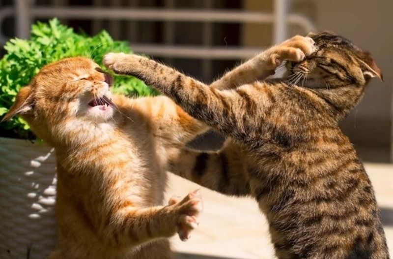 Meme đánh nhau hình động vật