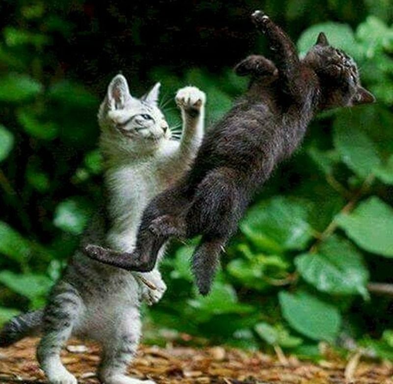 Meme đánh nhau hình động vật