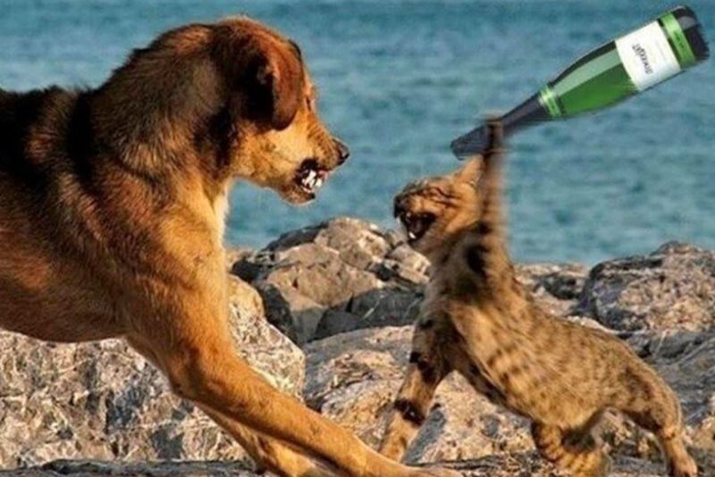 Meme đánh nhau hình động vật