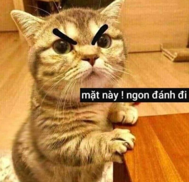Meme đánh nhau hình động vật