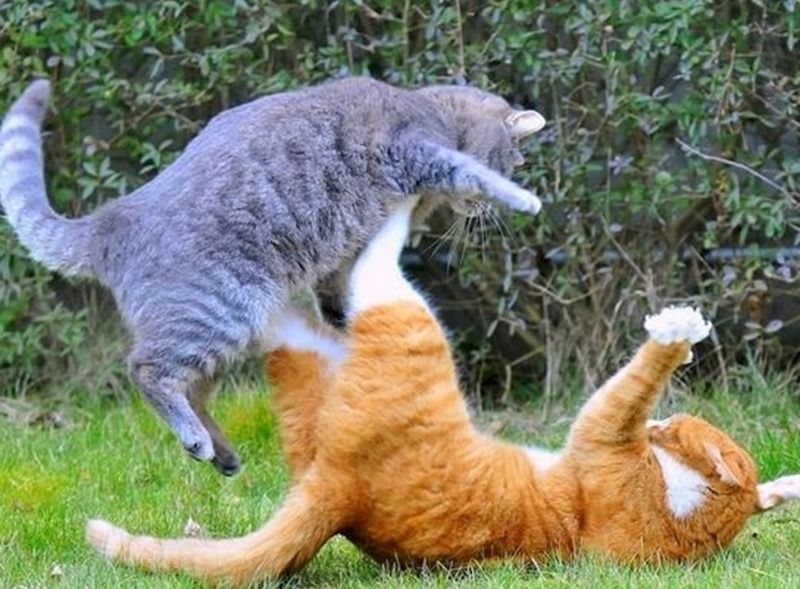 Meme đánh nhau hình động vật