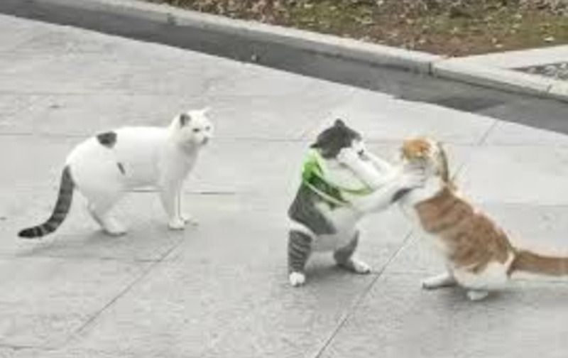 Meme đánh nhau hình động vật