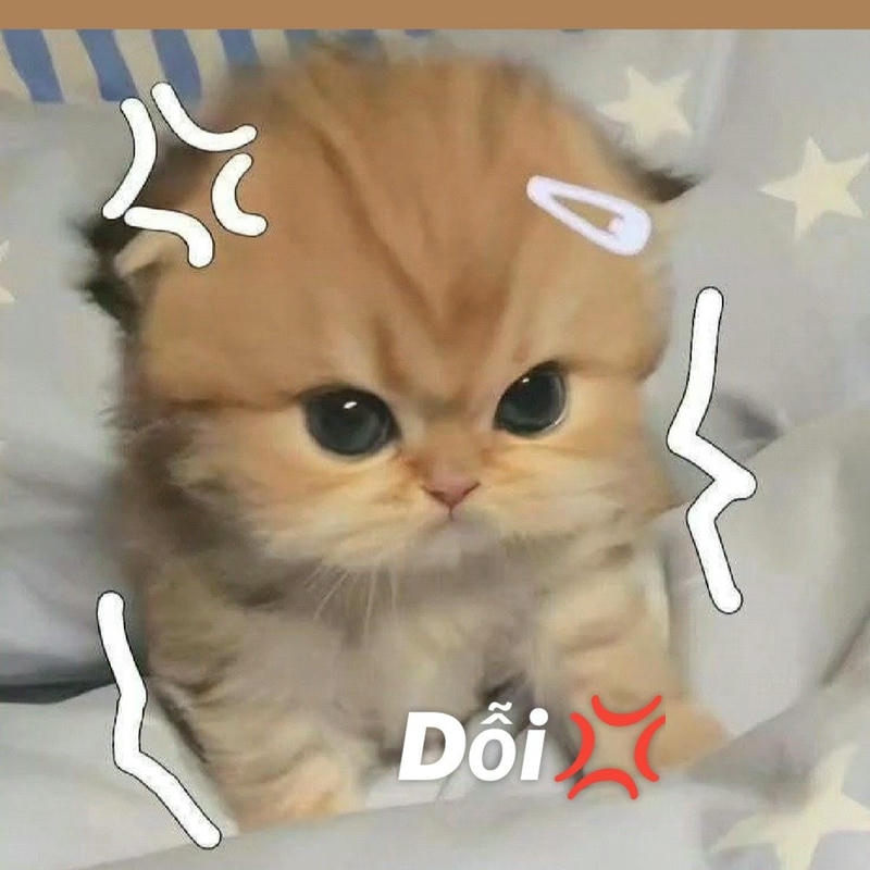 meme mèo dỗi cưng xỉu