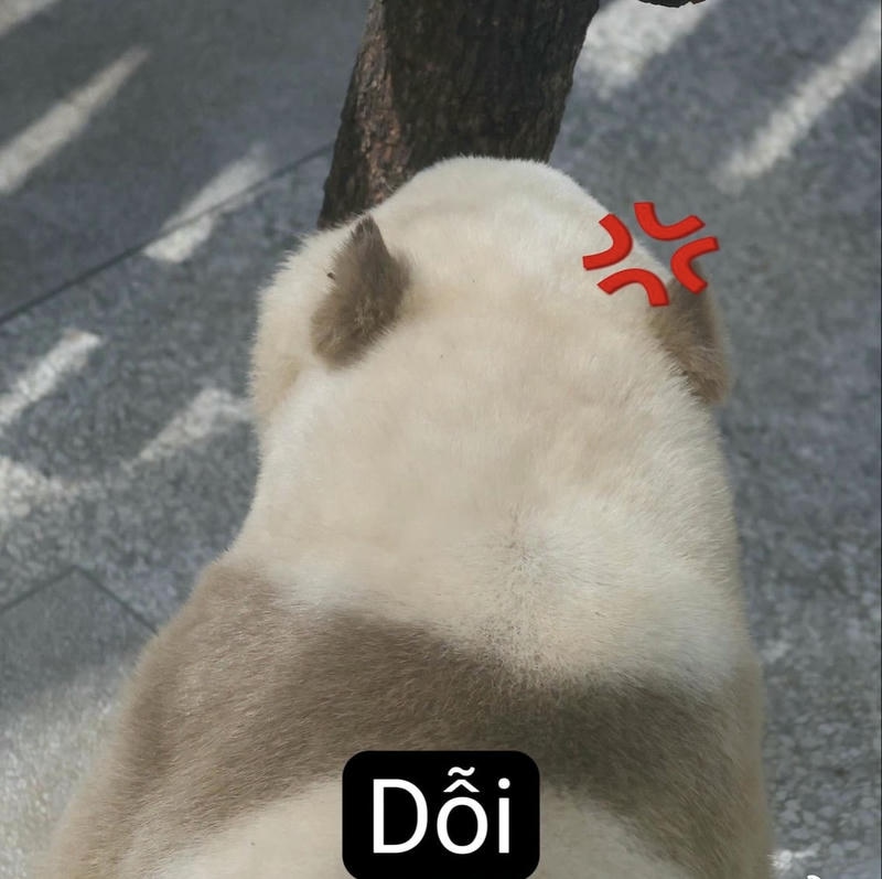 meme mèo dỗi hài hước