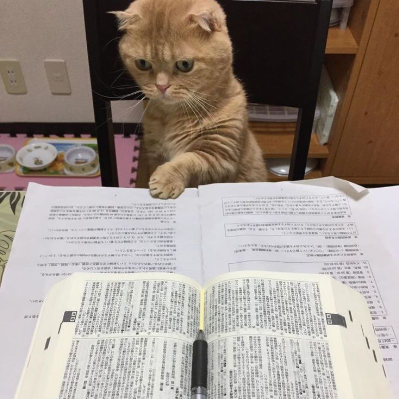 mèo lật sách học bài