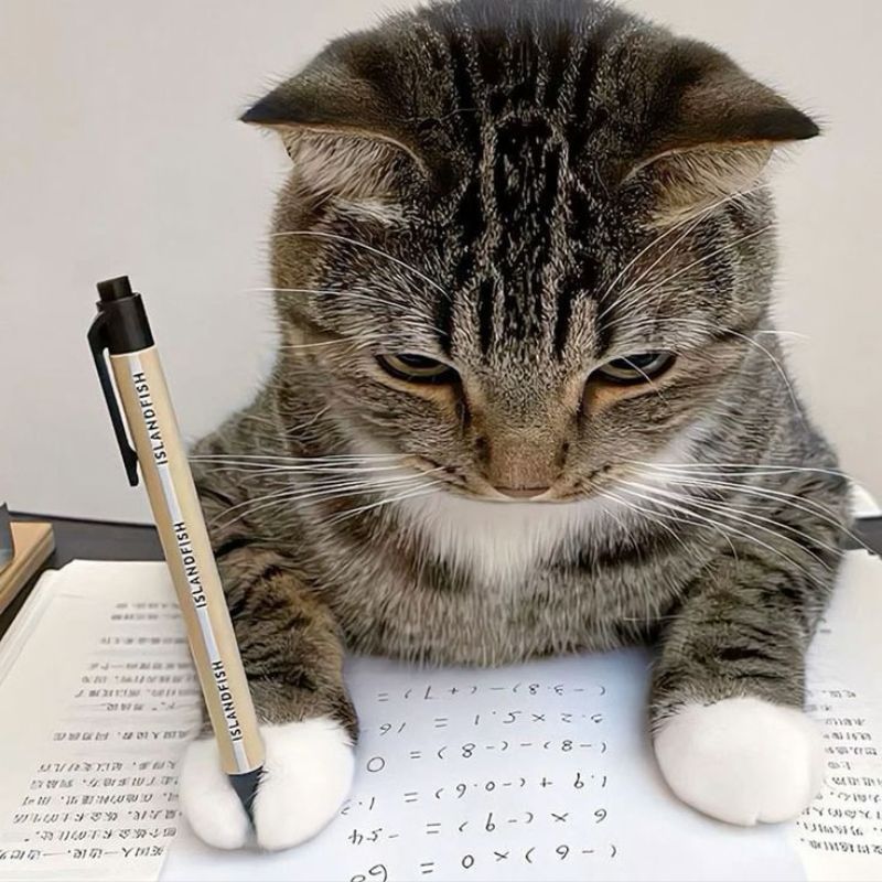 mèo học bài bằng máy tính