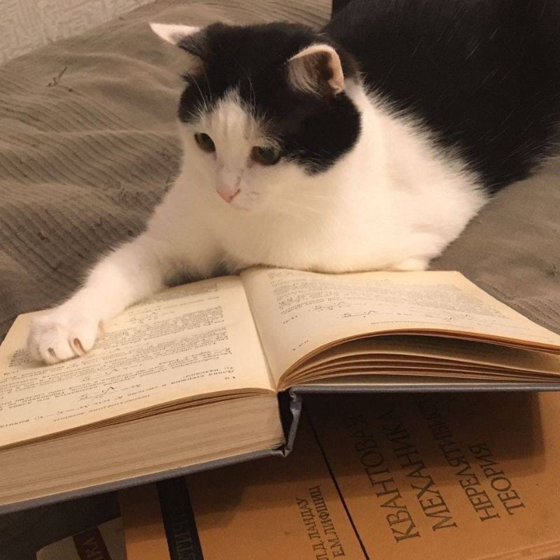 mèo ghi chép học bài chăm chỉ