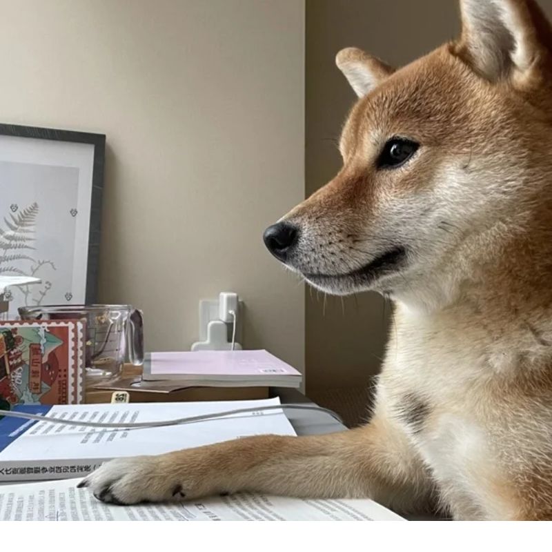 "Không thấy kao đang nghiêm túc hã?"