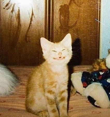 Ăn no xong là xoài ra như bánh bèo