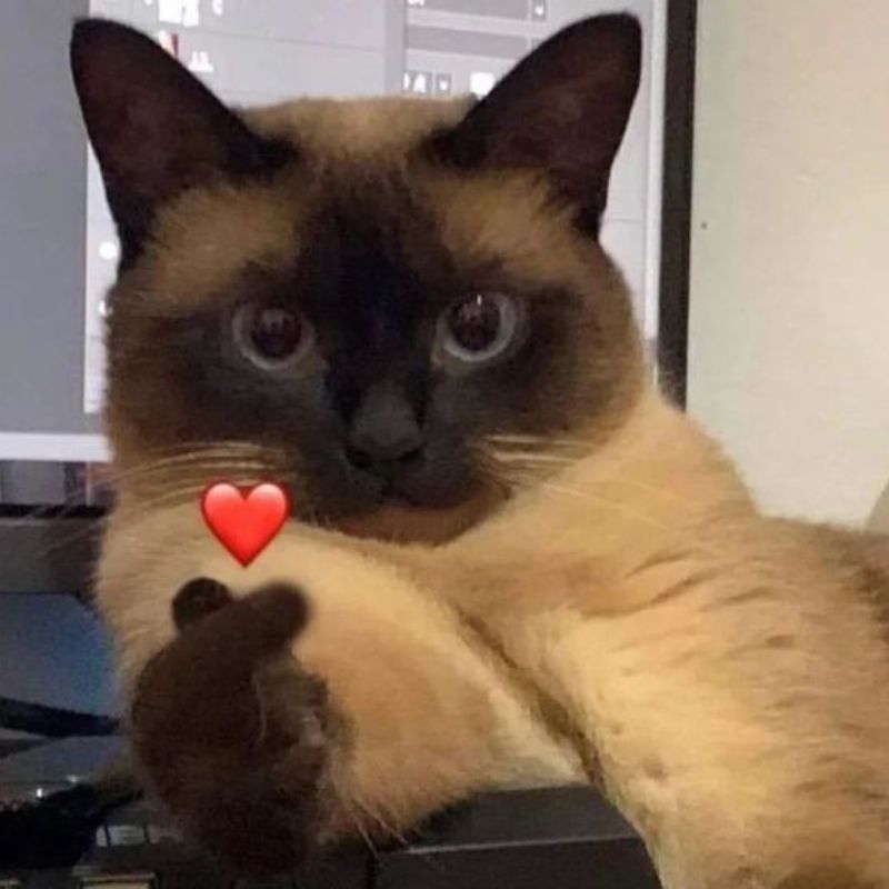 Mỗi lần tôi stress là mèo lại tới ngồi