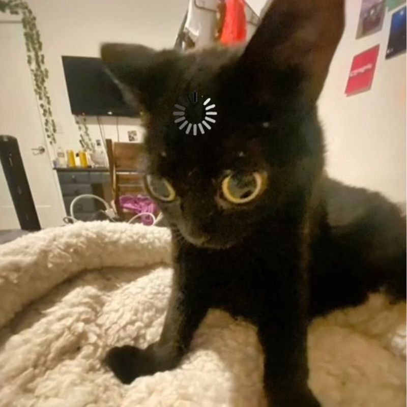 Meme mèo tặng nhẫn