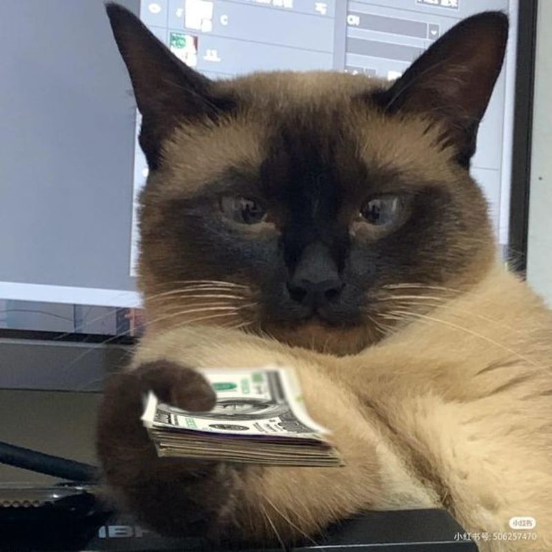 Mèo le lưỡi meme