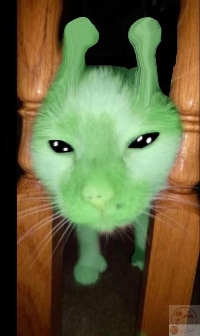 Meme người ngoài hành tinh mèo